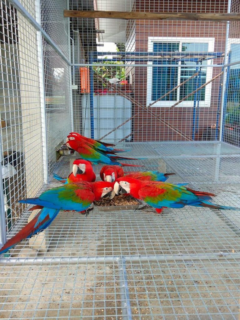 Green wing macaw adult