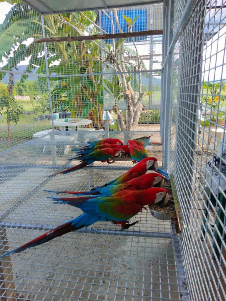 Green wing macaw adult