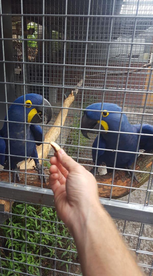 Hyacinth macaw adult