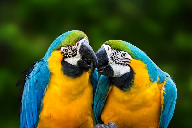 Parrot couple in love