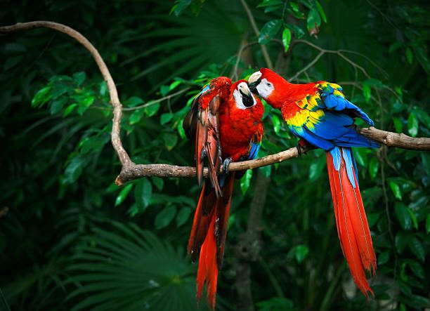 scarlet macaw