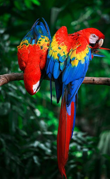 scarlet macaw