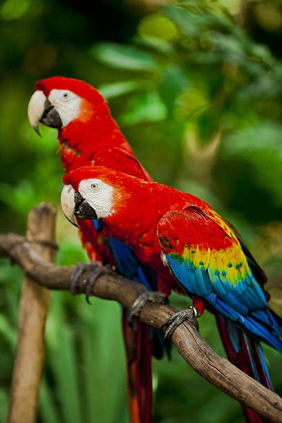 scarlet macaw