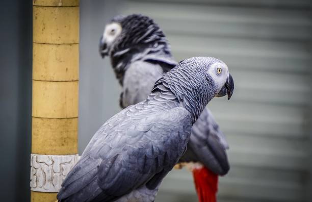 two grey parrots