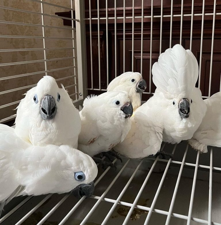 Umbrella Cockatoo