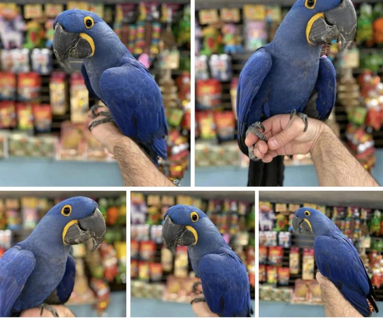 Hyacinth Macaw | hyacinth macaw for sale near me