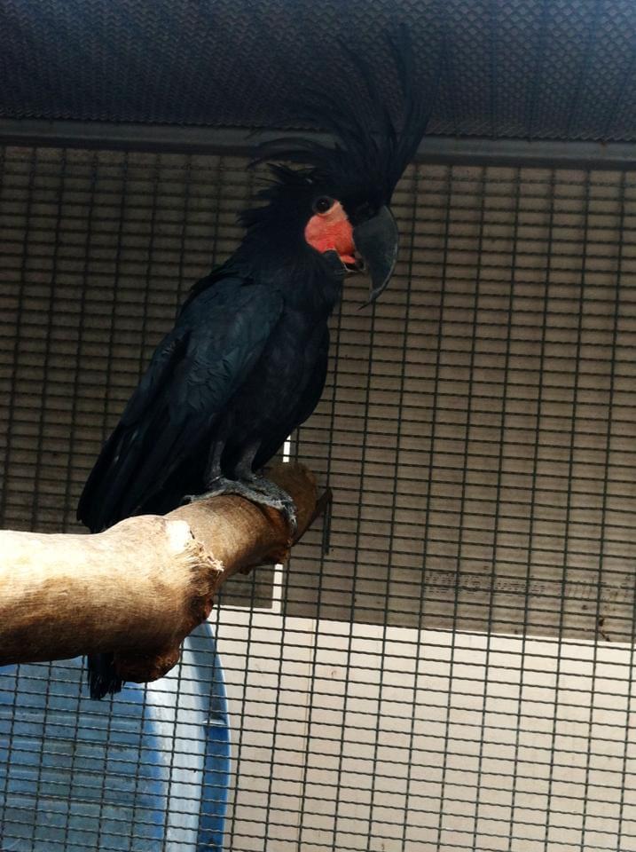 Black Palm Cockatoo