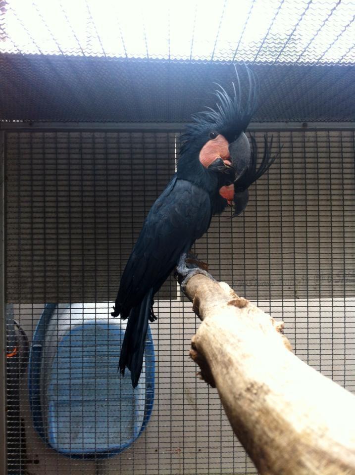 Black Palm Cockatoo